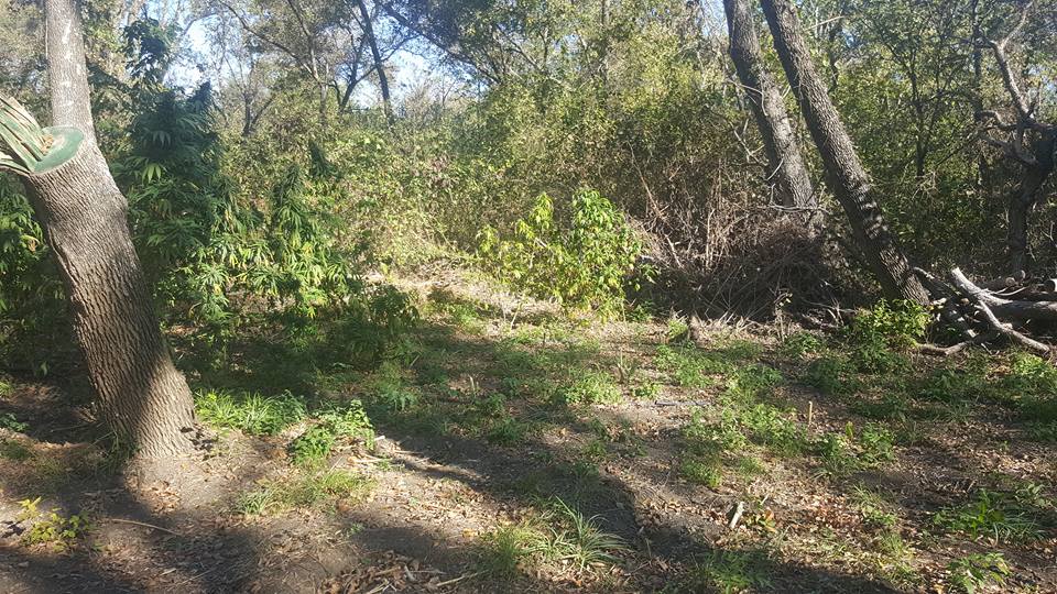 Sheriff's office investigating large-scale marijuana growth operation