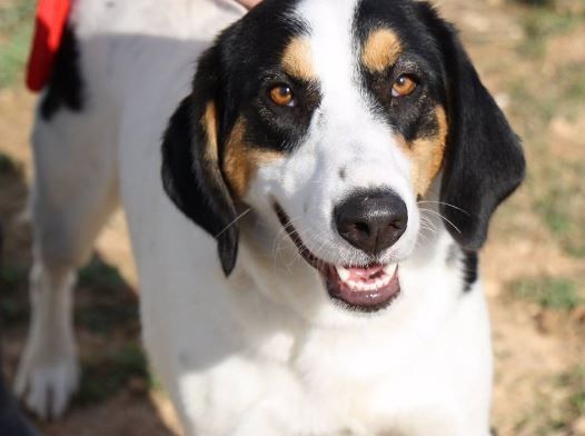 Experts say your dog needs exercise too