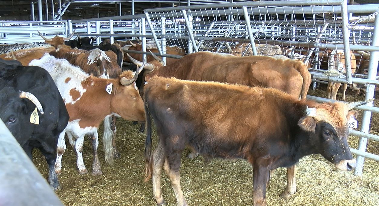 Slideshow: Rescued Longhorns